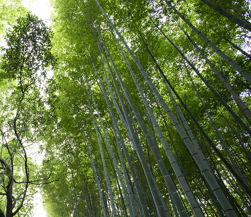 Ecological Stewardship